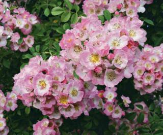Hybride de Rosa souliena Kew Rambler