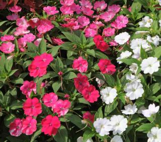 impatiens