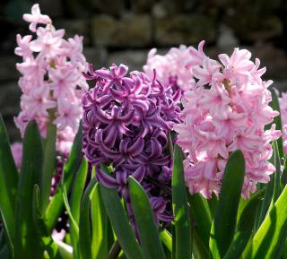 jacinthe en fleur au printemps