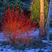 jardin hiver colore