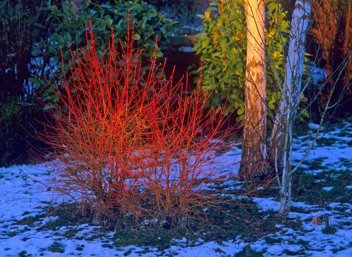 jardinage hiver