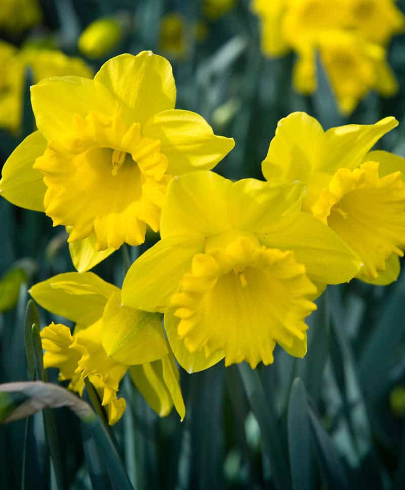 La Jonquille Trompette Une Jolie Variete A Planter Au Jardin