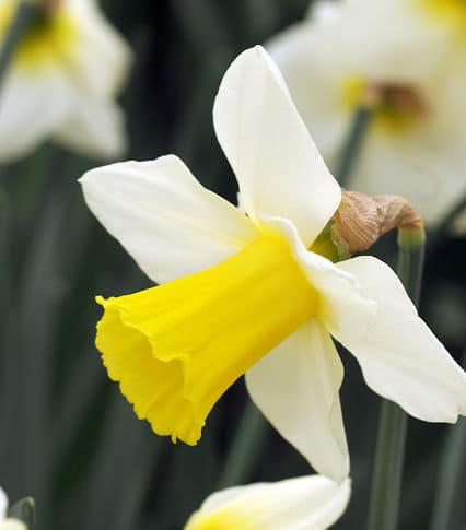 La jonquille trompette, idéal pour orner le gazon au printemps : une jolie  variété à planter au jardin