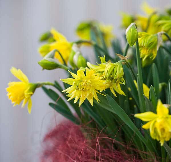 Bulbe à fleur : la jonquille ou narcisse double