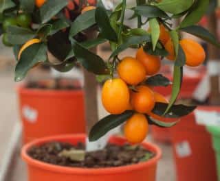 kumquat en pot