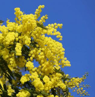 taille du mimosa, quand et comment tailler le mimosa