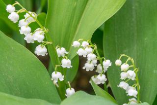 muguet