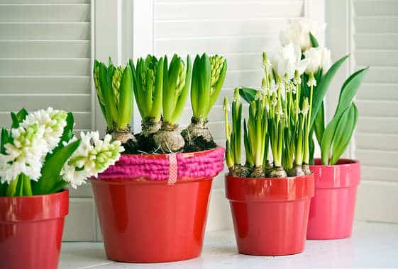 Bulbe en pot et en intérieur, les fleurs qui égayent la maison