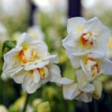 narcisse double - jonquille double