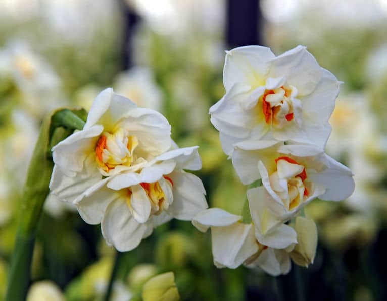 Bulbe à fleur : la jonquille ou narcisse double