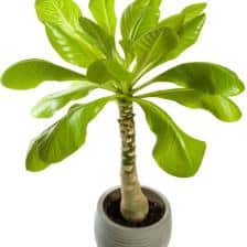 palmier hawaien - brighamia insignis