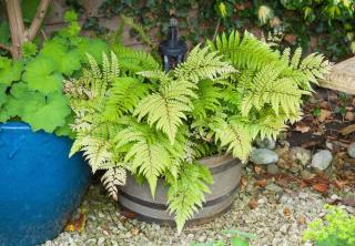 plantes pour balcon hiver