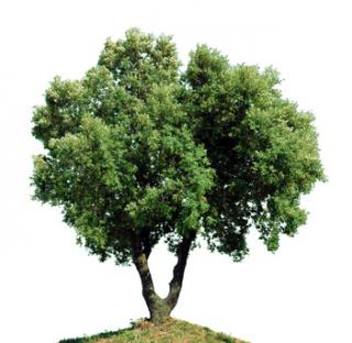 Quercus Ilex