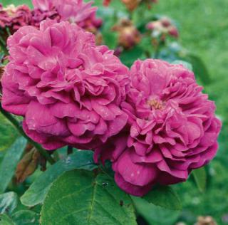 Rosier de Portland Rose de Rescht