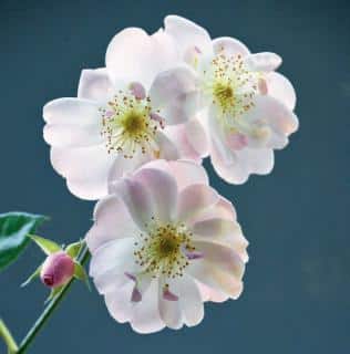 Rosier hybride moderne Madame Neyrière