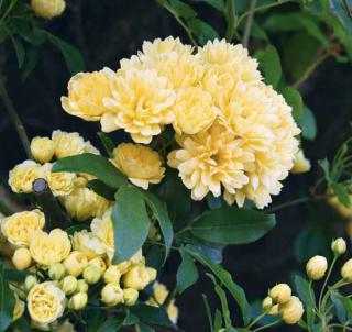 Rosier Rosa banksiae lutea