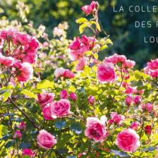 rosier tendance