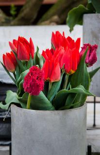 bouquet tulipe vase interieur