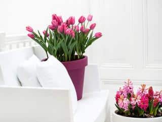 tulipe pot interieur