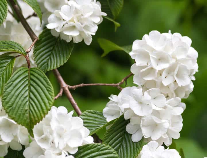 viburnum plicatum