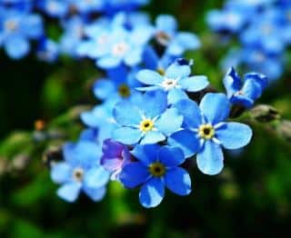 Myosotis en fleur