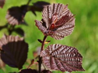 Noisetier pourpre - Corylus maxima purpurea