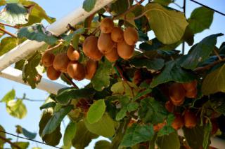 arbre a kiwi actinidia