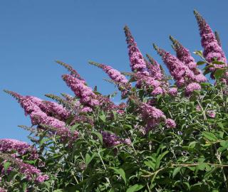 buddleia