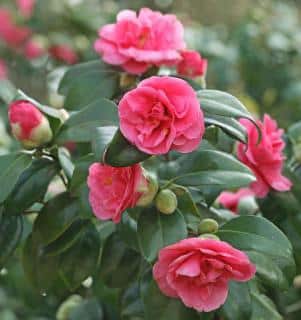 camelia en fleur en hiver