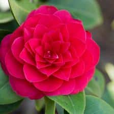camelia variete hiver
