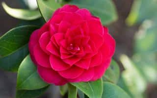 camelia variete hiver