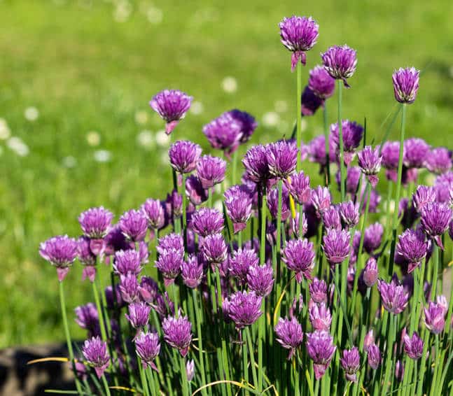 Ciboulette : plantation, culture, entretien et récolte