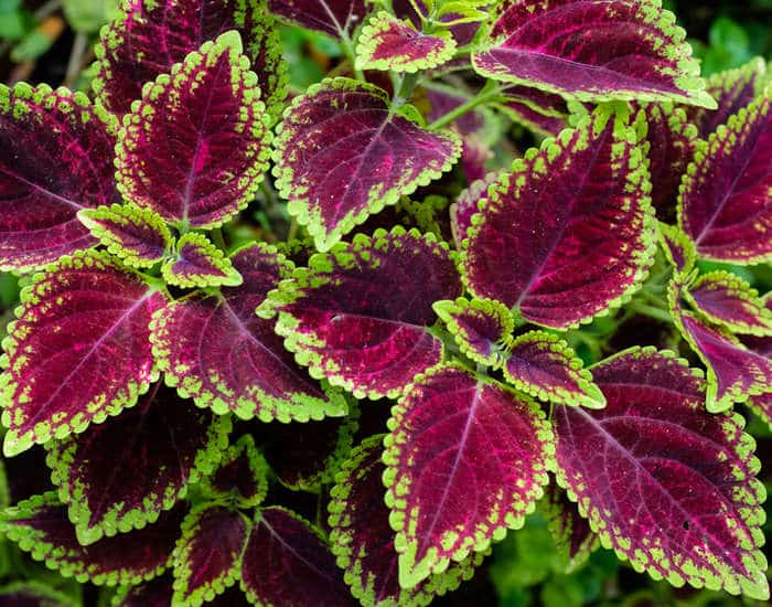 Coleus : plantation, exposition et conseils d'entretien