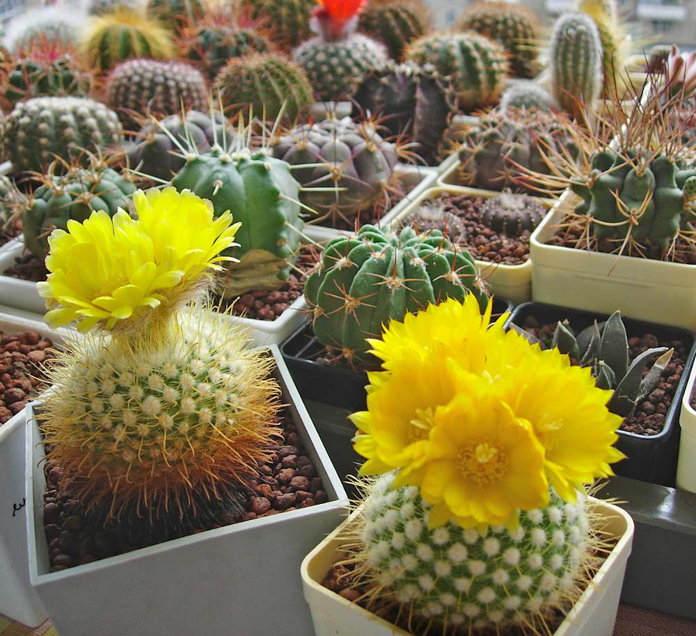 comment faire fleurir un cactus