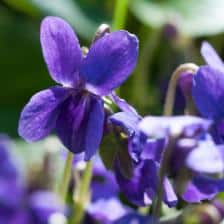 fleurs hiver