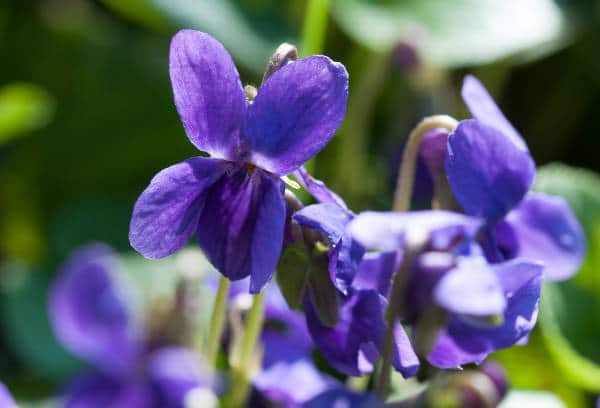 Les premières fleurs d'hiver qui annoncent le printemps