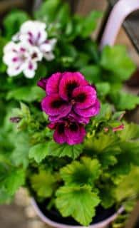 geranium en fleur