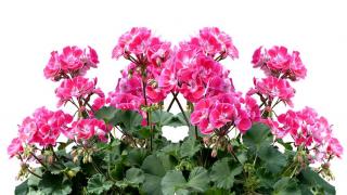 geranium en jardiniere