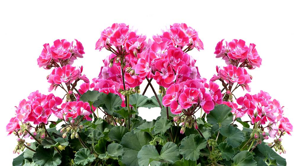 Geranium: maintenance advice for a beautiful flowering