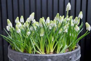 muscari en fleur