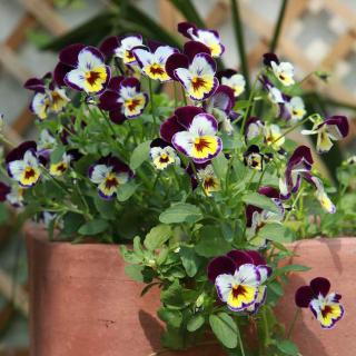 Pensée en fleurs