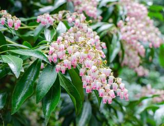 pieris