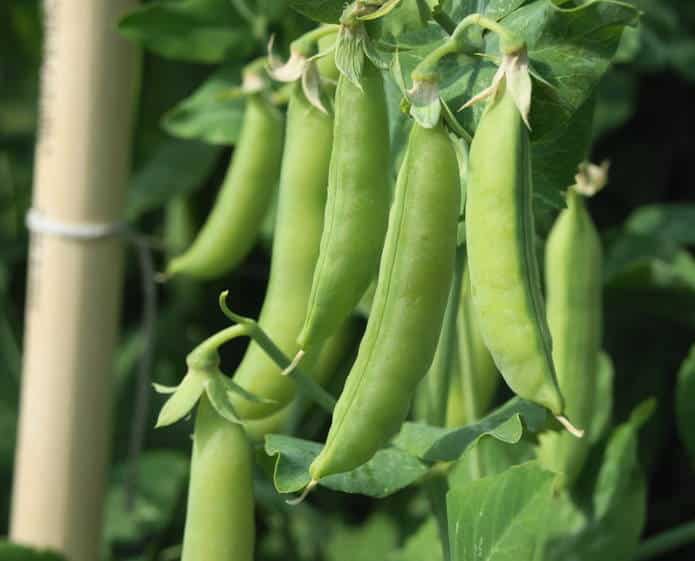 Les pois frais, petits pois, pois gourmands ou cassés - Histoire, variétés  et recettes