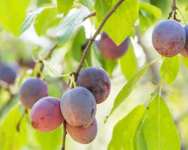 Prunier : plantation et entretien, récolte des prunes