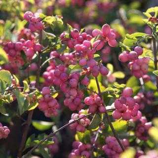 Symphorine - Symphoricarpos