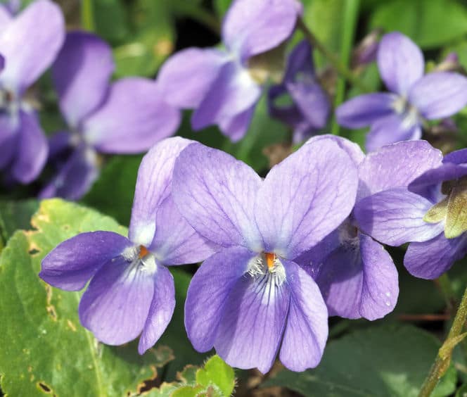 violette - viola odorata