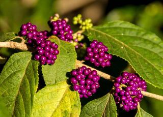 Callicarpe - Callicarpa - Entretien