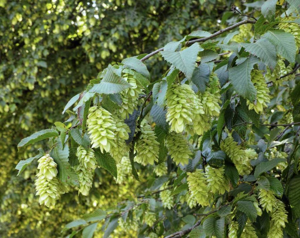 Charme houblon - Ostrya carpinifolia