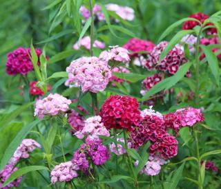 Dianthus barbatus - oeillet de poete entretien