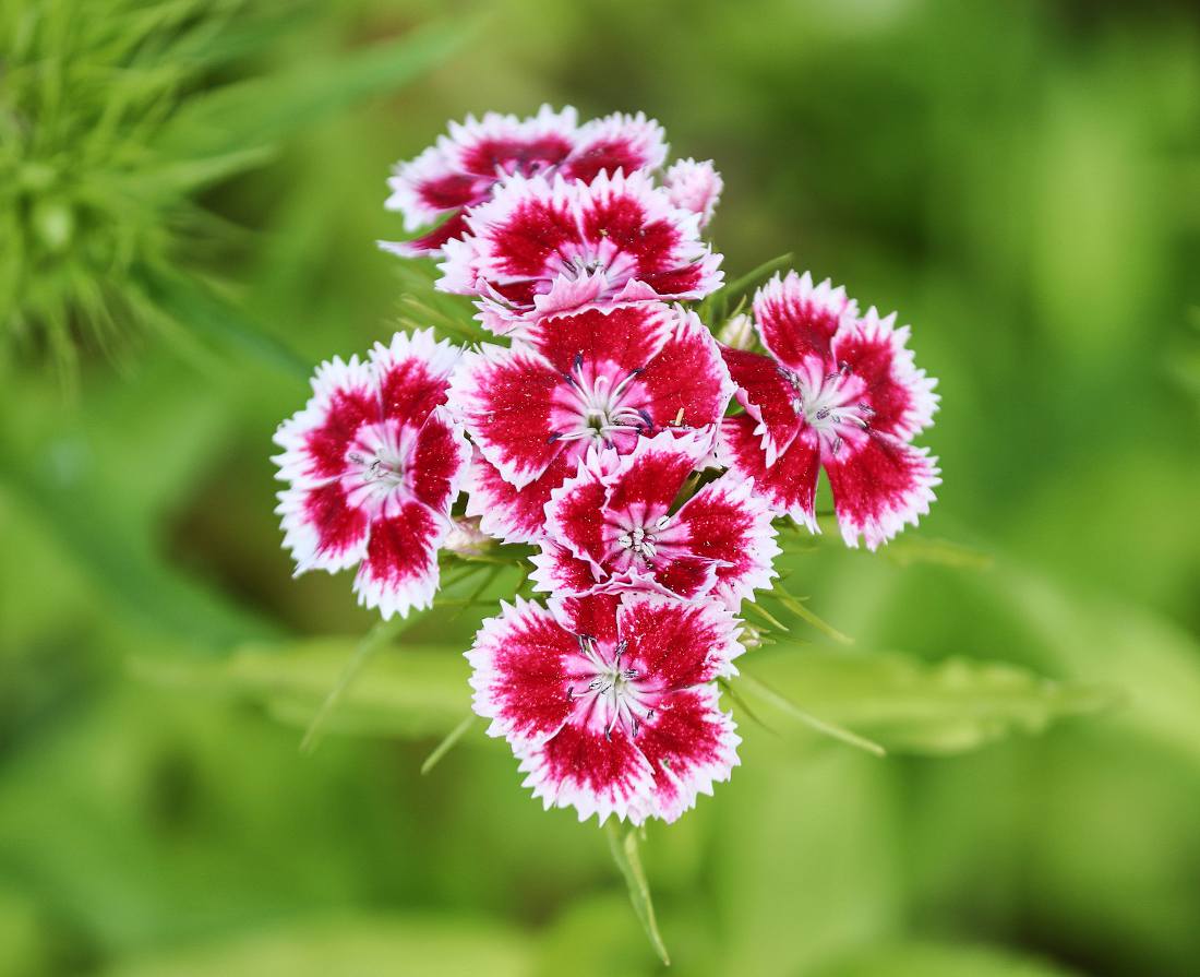 Dianthus barbatus - oeillet de poete